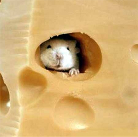 Cheese And Mice