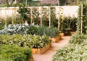A typical Mittleider Garden (courtesy of Food for Everyone.org) Notice the wide aisles which cut down on pests w/o cutting down on production.