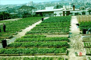 A cement parking lot converted to maximum food yield in Okinawa using the Mittleider Gardening method. (Photo courtesy of Food for Everyone.org