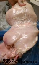 Zaycon Fresh boneless skinless chicken breasts