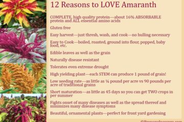 about amaranth