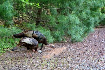 turkeys morguefile.com