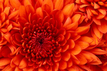 chrysanthemum