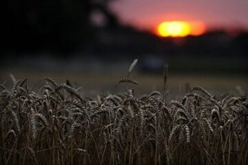 drought-affects-wheat-crop-in-russia-photo-co-yahoo-news